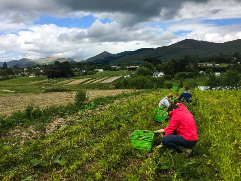 Granjas Orgánicas: El Futuro Sostenible de la Agricultura